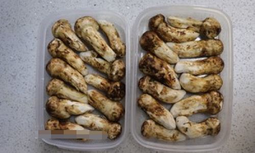 How to Preserve Matsutake Mushrooms Through Freezing