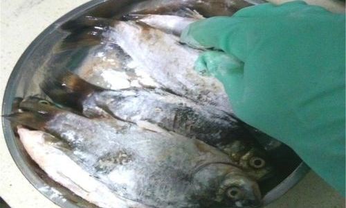 How to Efficiently Clean a Fishs Internal Organs