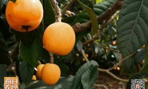 How to Quickly Peel and De-Seed Loquats