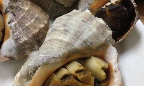 How to Grill Sea Snails:A Culinary Adventure
