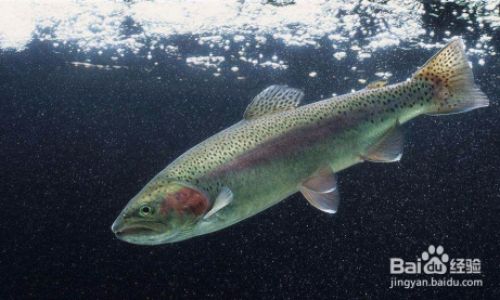 How to Determine if Fish is Fully Cooked:A Comprehensive Guide