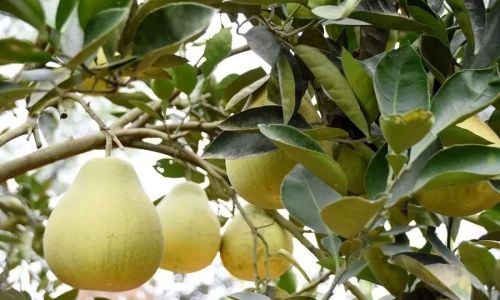 How to Determine if a Pomelo is Ripe:A Comprehensive Guide