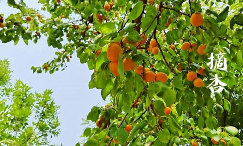 How to Determine if an Apricot is Ripe:A Comprehensive Guide