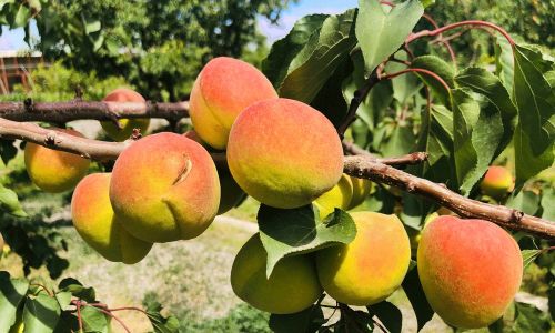 How to Determine if an Apricot is Ripe:A Comprehensive Guide