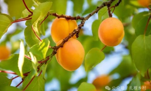 How to Determine if an Apricot is Ripe:A Comprehensive Guide