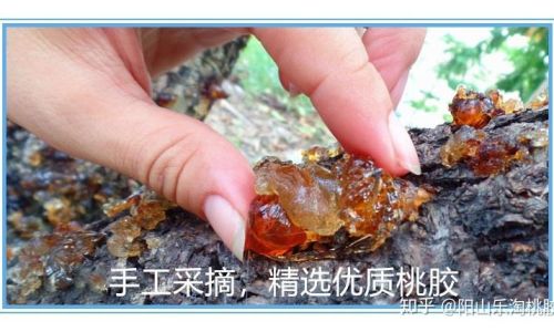How to Determine if Peach Gum is Fully Cooked