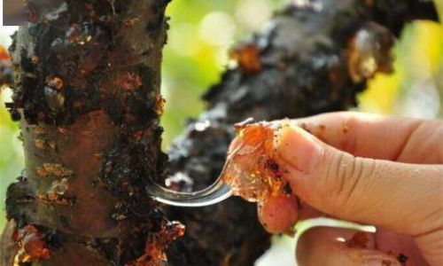 How to Determine if Peach Gum is Fully Cooked