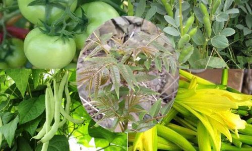 How to Determine if Vegetables are Cooked:A Comprehensive Guide