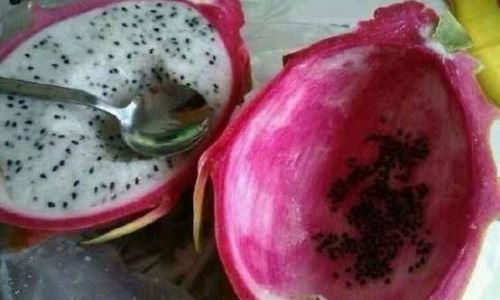 How to Identify a Spoiled Dragon Fruit