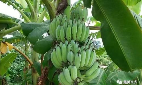 How to Determine if a Banana is Ripe:A Comprehensive Guide