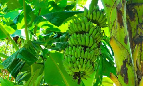 How to Determine if a Banana is Ripe:A Comprehensive Guide
