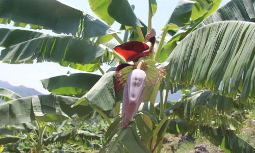 How to Determine if a Banana is Ripe:A Comprehensive Guide