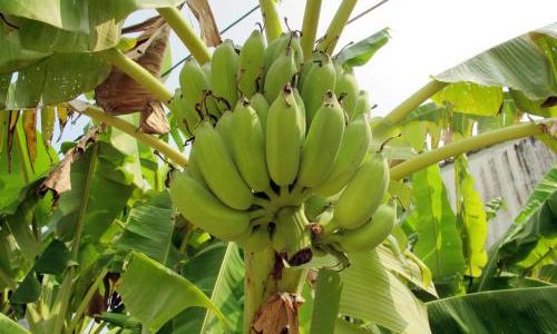 How to Determine if a Banana is Ripe:A Comprehensive Guide