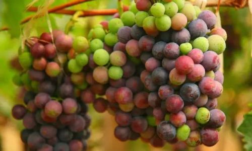 Tackling the Astringency in Grapes:Comprehensive Strategies for a Smoother Taste