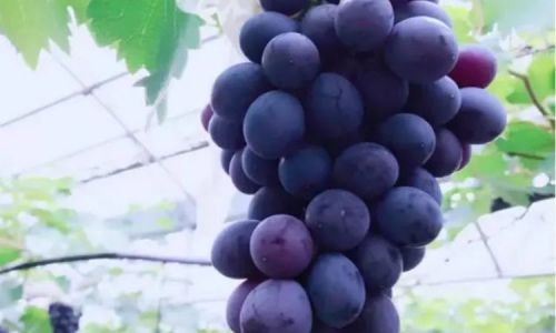 Tackling the Astringency in Grapes:Comprehensive Strategies for a Smoother Taste