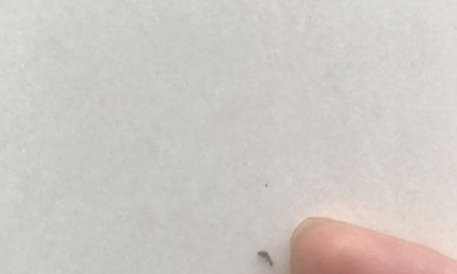 Addressing the Issue of Black Insects in Rice:Comprehensive Solutions and Preventive Measures