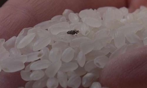 Addressing the Issue of Black Insects in Rice:Comprehensive Solutions and Preventive Measures