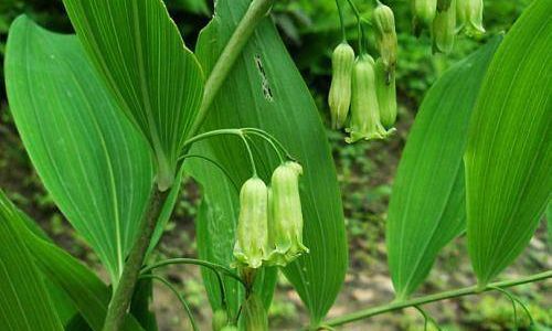 How to Effectively Dry Polygonatum Sibiricum:A Comprehensive Guide