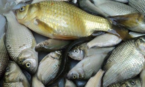 How to Identify Fresh Fish:A Comprehensive Guide