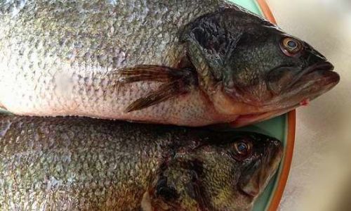 How to Identify Fresh Fish:A Comprehensive Guide