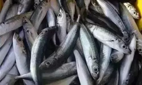 How to Identify Fresh Fish:A Comprehensive Guide
