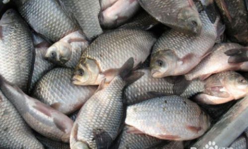 How to Identify Fresh Fish:A Comprehensive Guide