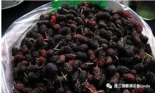 How to Easily Make Mulberry Wine at Home