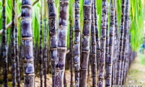 How to Select the Perfect Sugarcane