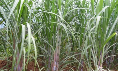 How to Select the Perfect Sugarcane