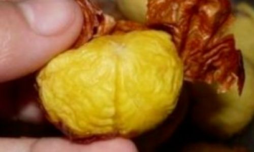 How to Peel Fresh Chestnuts Efficiently