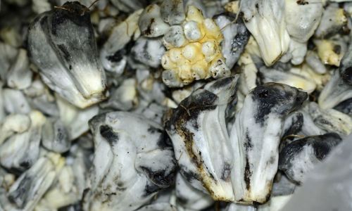 How to Shuck an Oyster:A Comprehensive Guide