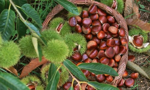 Mastering the Art of Shelling Spiny Chestnuts