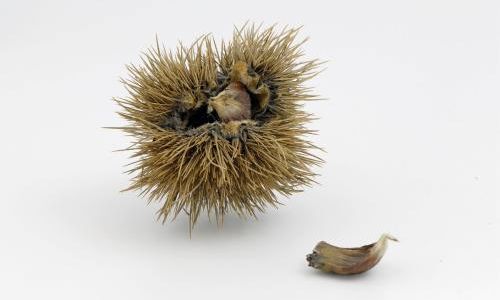 Mastering the Art of Shelling Spiny Chestnuts