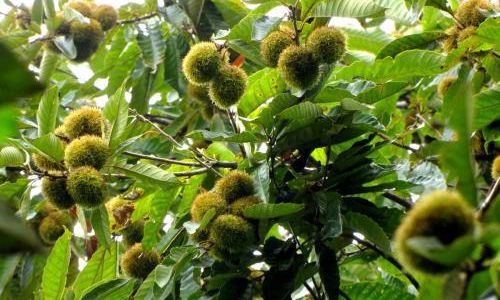 Mastering the Art of Shelling Spiny Chestnuts