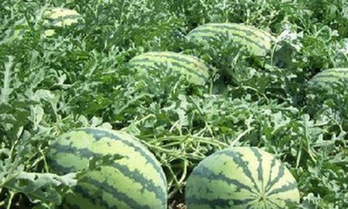 How to Determine if a Watermelon is Ripe:A Comprehensive Guide