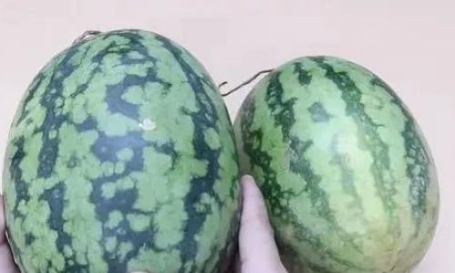 How to Determine if a Watermelon is Ripe:A Comprehensive Guide