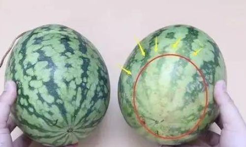 How to Determine if a Watermelon is Ripe:A Comprehensive Guide