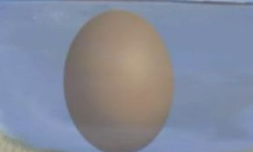 How to Discern the Quality of Eggs Effectively