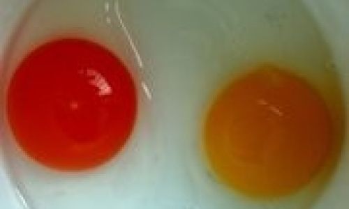 How to Discern the Quality of Eggs:A Comprehensive Guide
