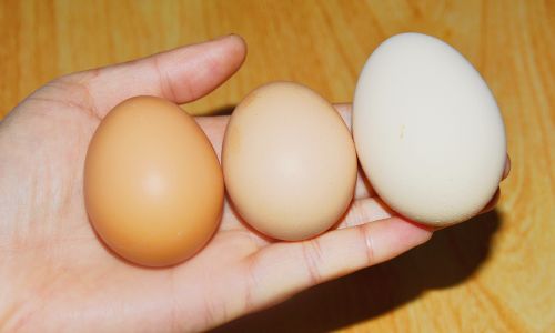 How to Discern the Quality of Eggs:A Comprehensive Guide