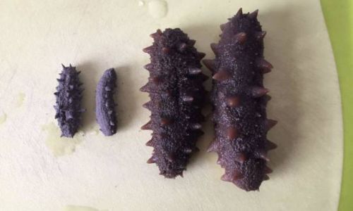 Mastering the Art of Sea Cucumber Soaking:A Comprehensive Guide
