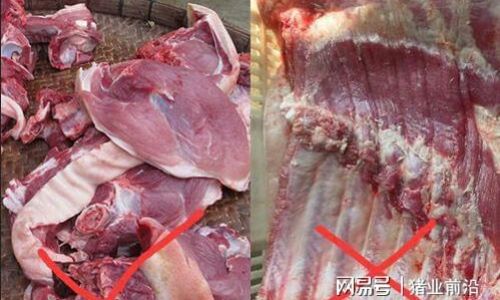 Mastering the Art of Tenderizing Sow Pork:A Comprehensive Guide