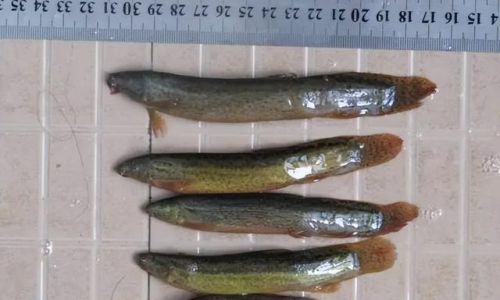 How to Preserve Live Mud Eels Fresh in the Short Term