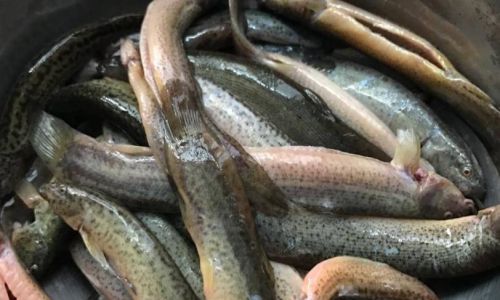 How to Preserve Live Mud Eels Fresh in the Short Term