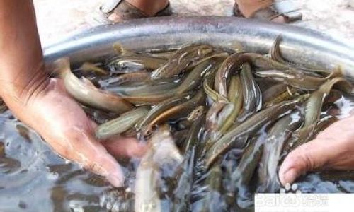 How to Preserve Live Mud Eels Fresh in the Short Term