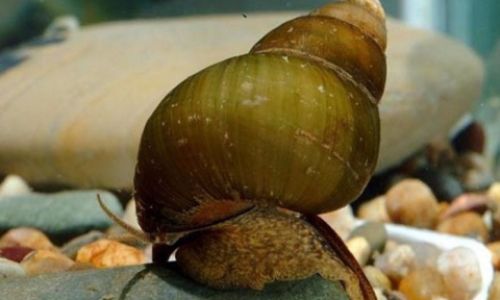 How to Store Freshwater Snails Properly