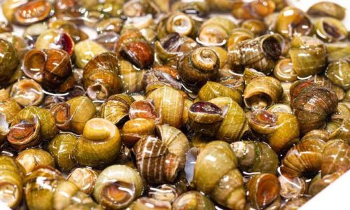 How to Store Freshwater Snails Properly