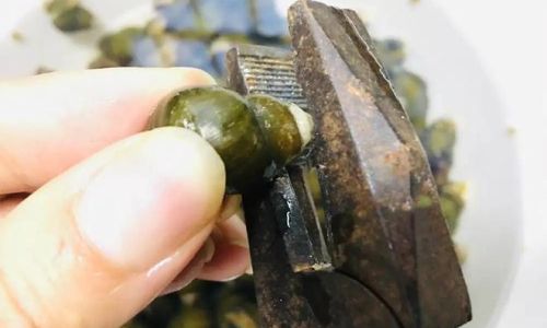 How to Store Freshwater Snails Properly