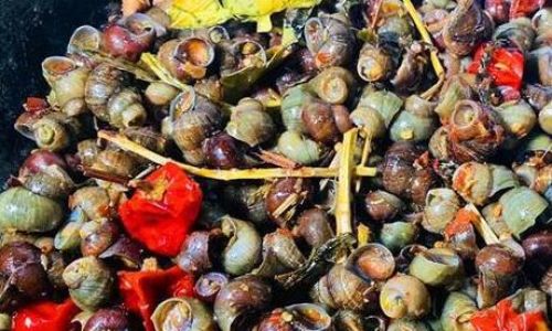 How to Store Freshwater Snails Properly