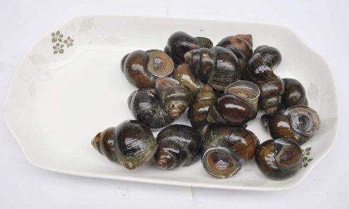How to Store Freshwater Snails Properly